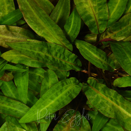 Cryptocoryne affinis 'Haerteliana'