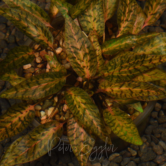 Cryptocoryne nurii var. raubensis 'Rosen Maiden'