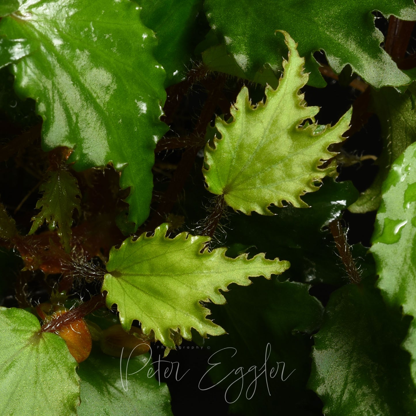 Begonia prismatocarpa