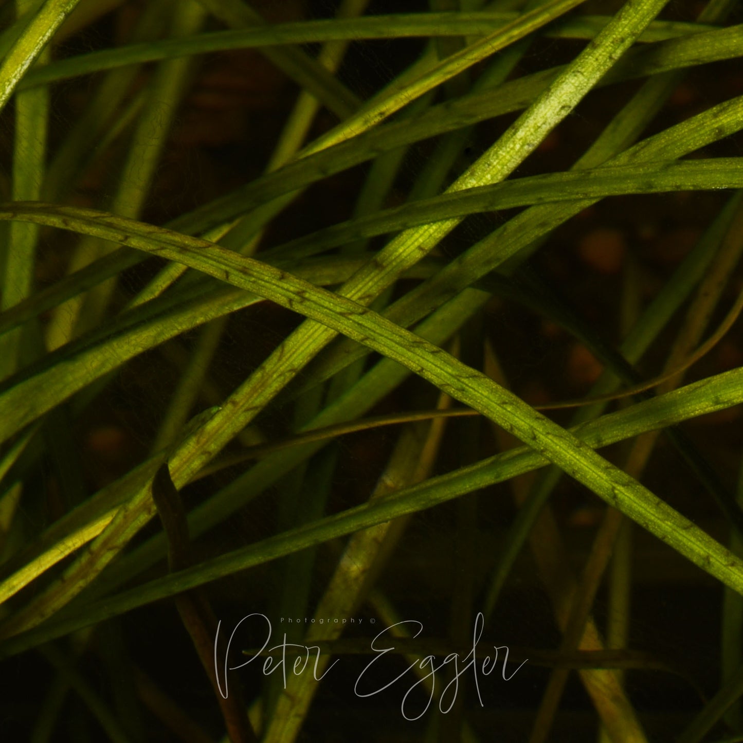 Cryptocoryne crispatula var. kubotae