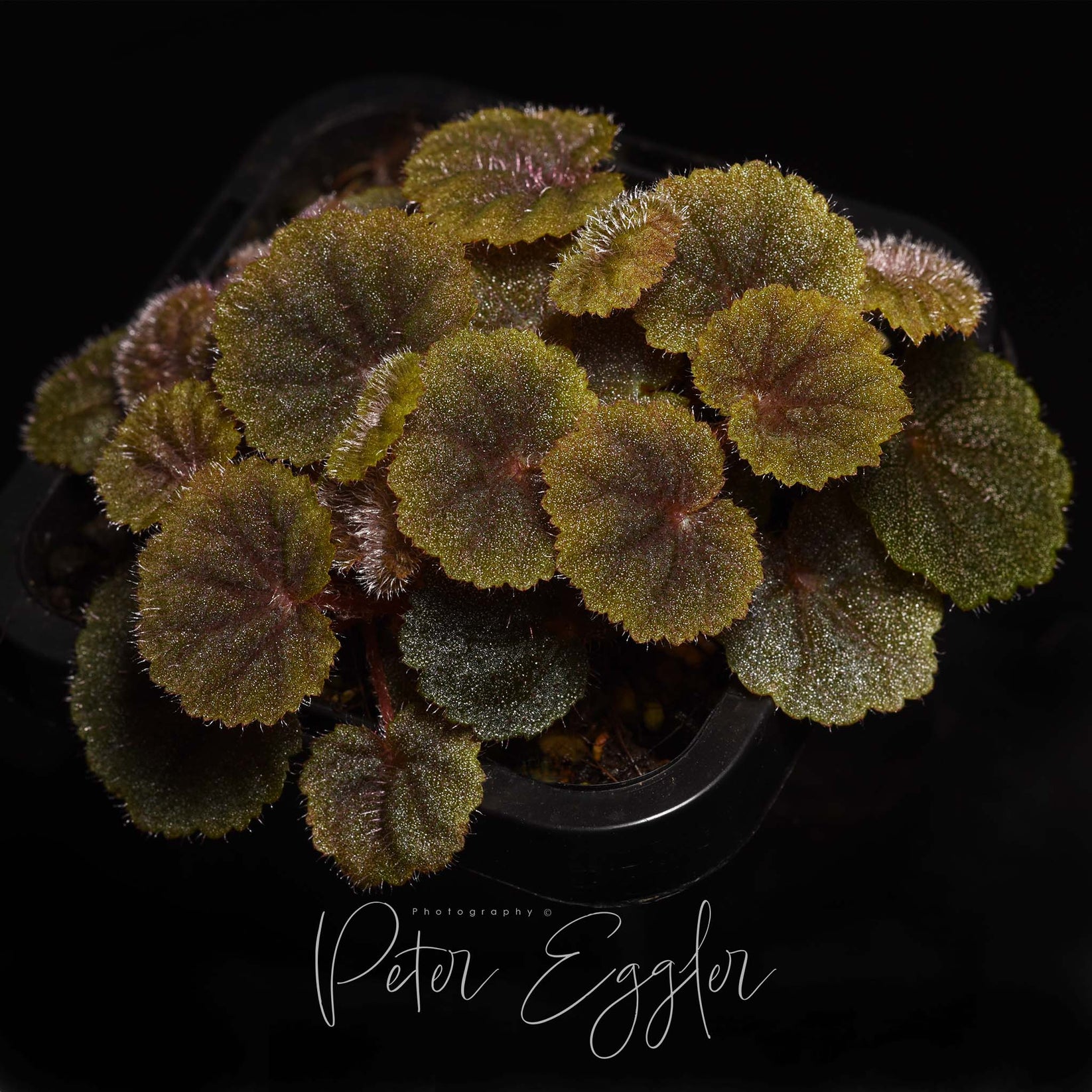 Begonia hoehneana Tankquility