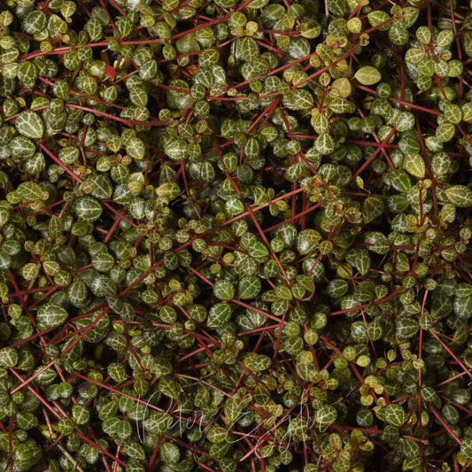 Peperomia hunteriana